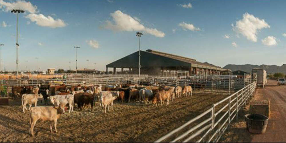 Covered Rodeo Arena Steel Building