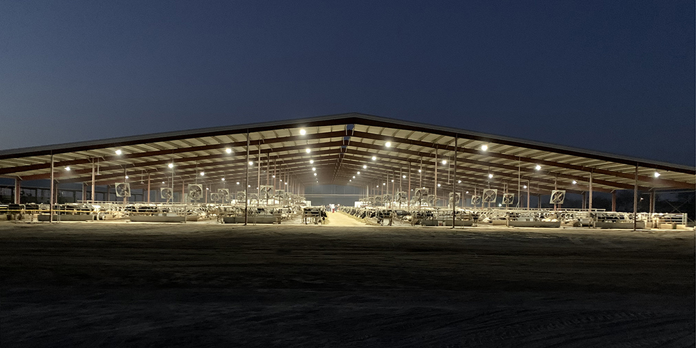 Steel Building Dairy Barn with Open Walls